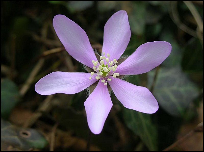 Hepatica nobilis / Erba trinit